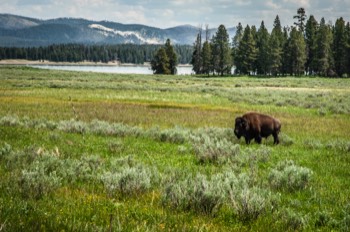 Lone buffalo - Yellowstone National Park