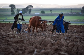 Deep plowing in Lesotho